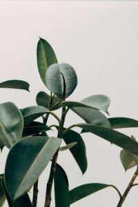 Close-up of rubber plant leaves with vibrant green hues against a minimalist off-white background.