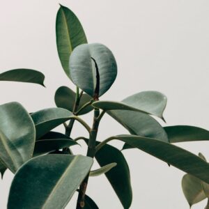 Close-up of rubber plant leaves with vibrant green hues against a minimalist off-white background.