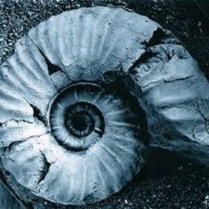 group_woocommerce_426921